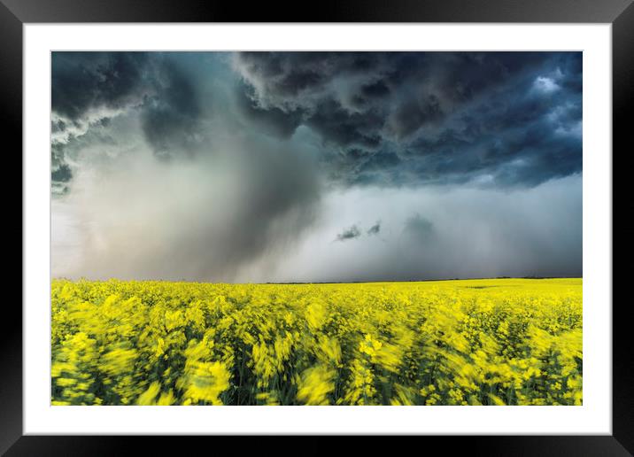 Canola Thunderstorm, Canada  Framed Mounted Print by John Finney