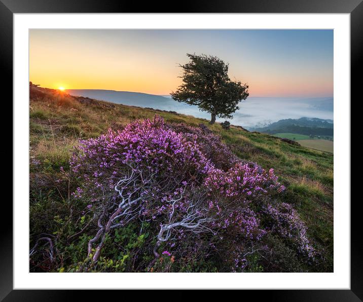Purple Heather Sunrise, Derbyshire Framed Mounted Print by John Finney