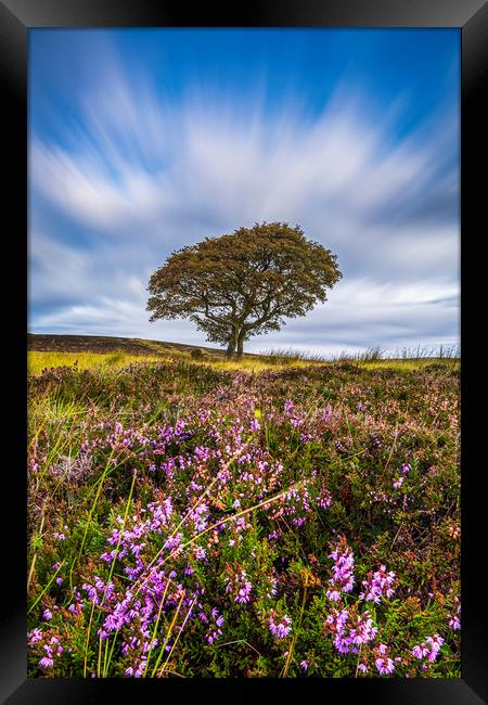 Crookstone Hill purple heather Framed Print by John Finney