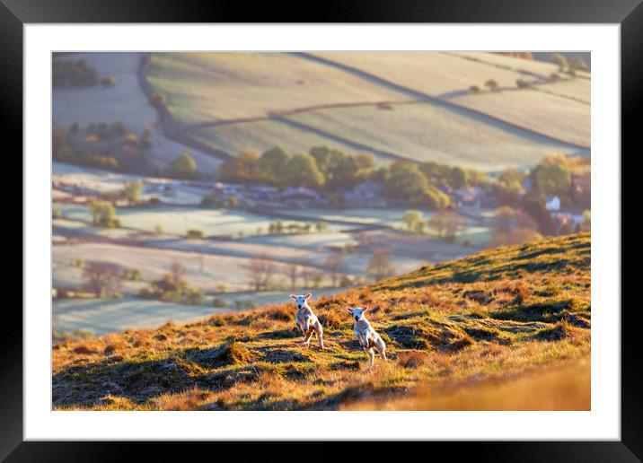 Two Spring Lambs, Peak District Framed Mounted Print by John Finney