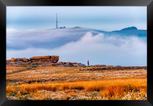 Stanage Edge Cotton Grass and Fog at sunrise Framed Print by John Finney