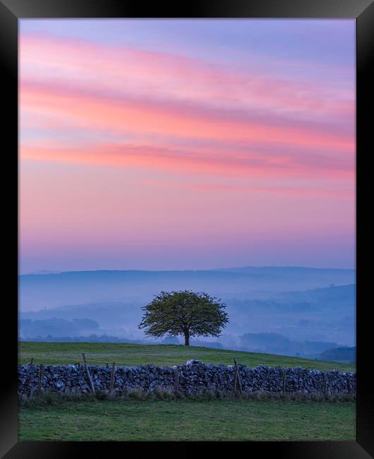  Derbyshire Dales Hawthorn Tree Framed Print by John Finney