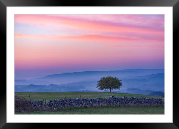  Derbyshire Dales Hawthorn Tree  Framed Mounted Print by John Finney