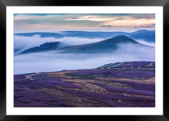 Wild Heather on Win Hill, with Lose Hill.  Framed Mounted Print by John Finney