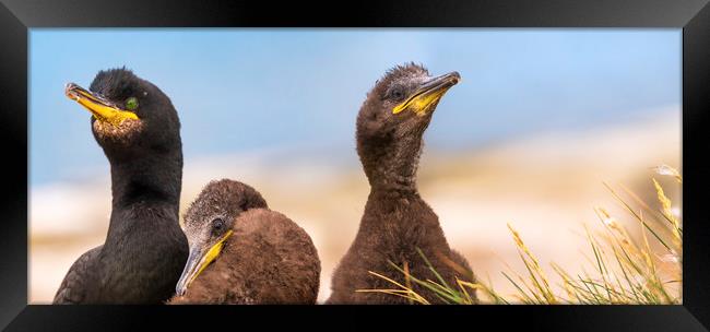 Adult Shag birds & Two juveniles Framed Print by John Finney