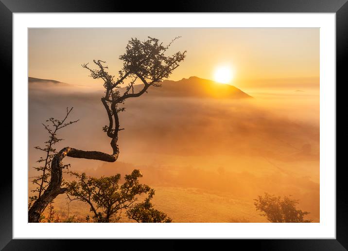 The twisted Hawthorn & Chrome Hill Framed Mounted Print by John Finney