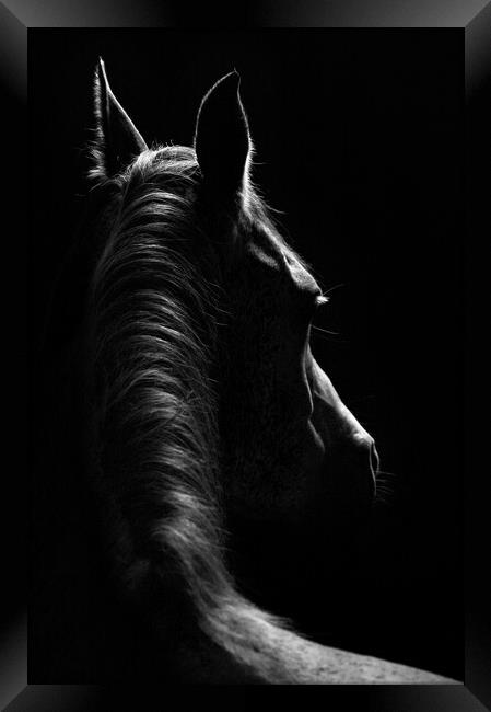 Stallion Portrait Framed Print by John Finney