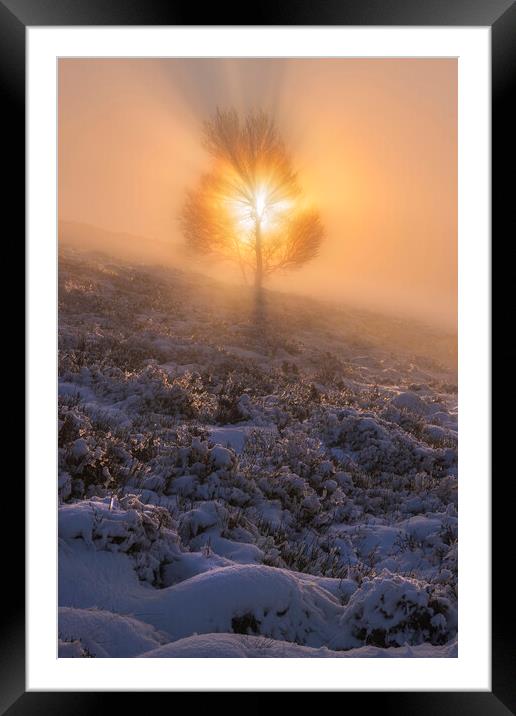 The Tree of Life on Lantern Pike Framed Mounted Print by John Finney