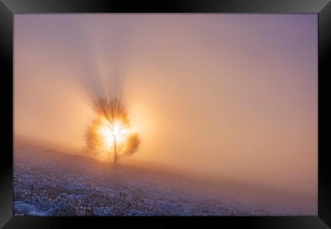 The Tree of Life. Peak District sunrise Framed Print by John Finney