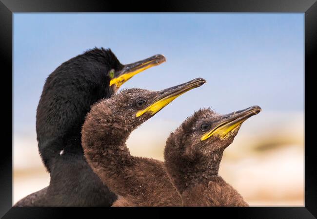 Adult Shag birds & Two juveniles Framed Print by John Finney