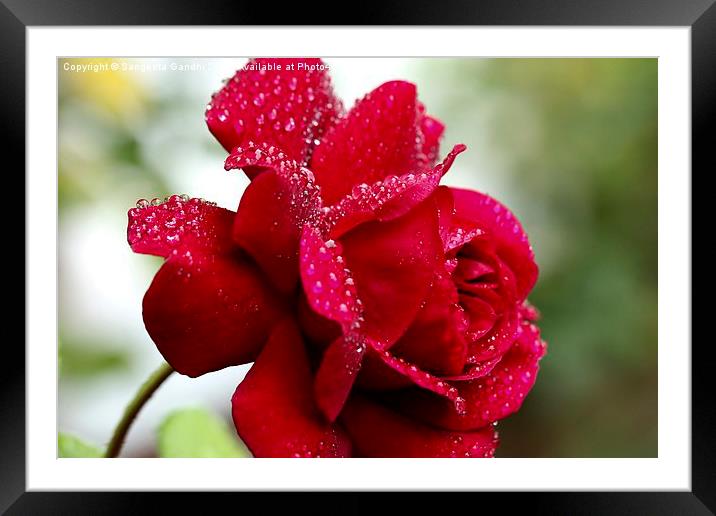  Red rose. Framed Mounted Print by Sangeeta Gandhi