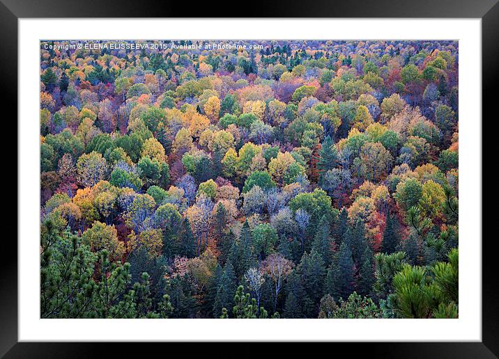Fall treetops Framed Mounted Print by ELENA ELISSEEVA