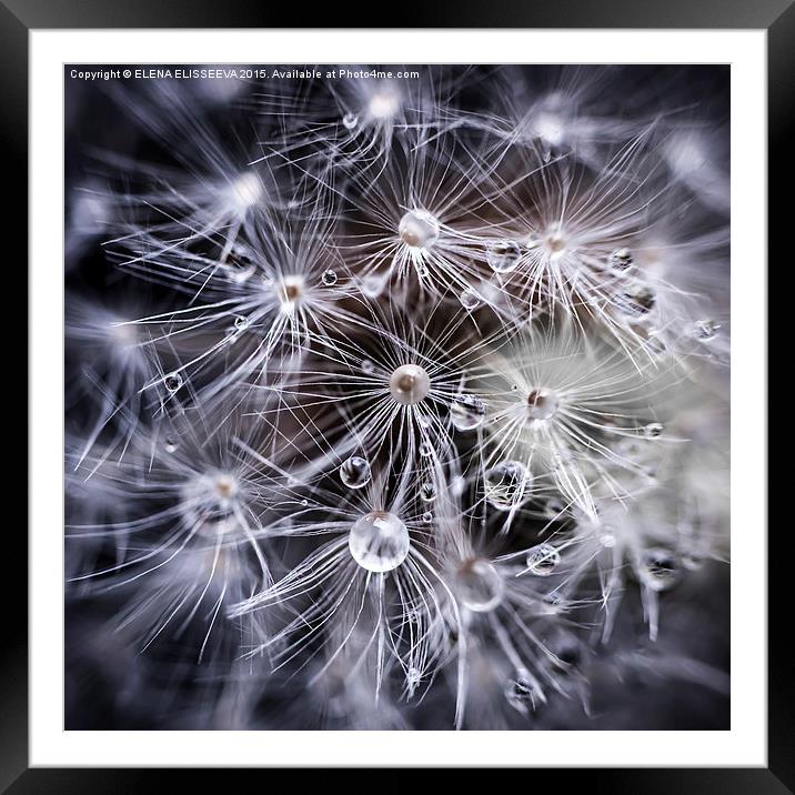 Dandelion seeds with water drops Framed Mounted Print by ELENA ELISSEEVA