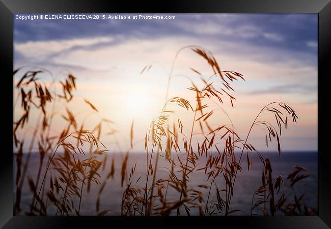 Grass at sunset Framed Print by ELENA ELISSEEVA