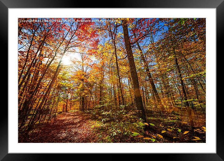 Sunshine in fall forest Framed Mounted Print by ELENA ELISSEEVA