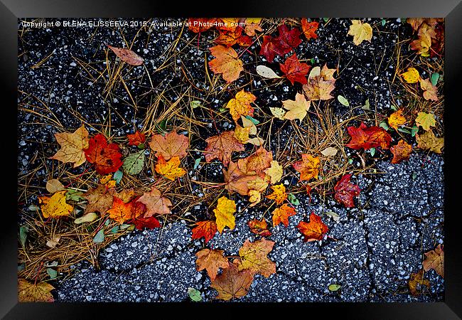 Fall leaves on pavement Framed Print by ELENA ELISSEEVA