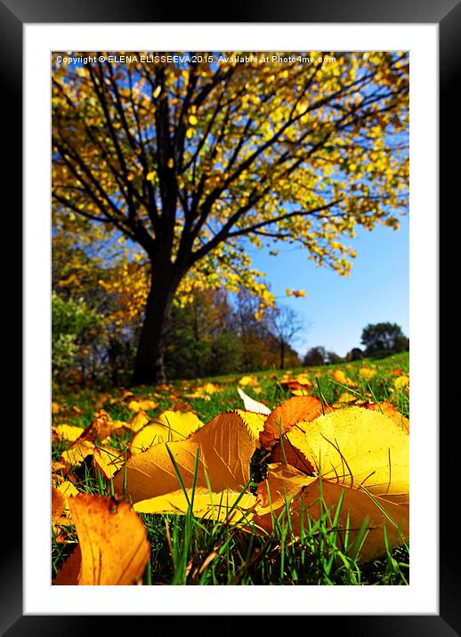 Autumn landscape Framed Mounted Print by ELENA ELISSEEVA