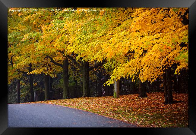 Fall road with colorful trees. Framed Print by ELENA ELISSEEVA
