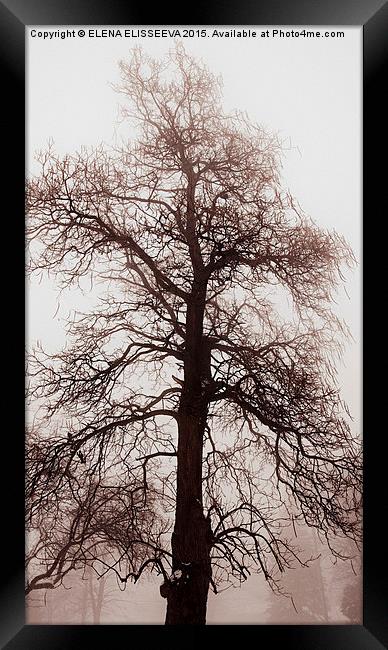 Winter tree in fog Framed Print by ELENA ELISSEEVA