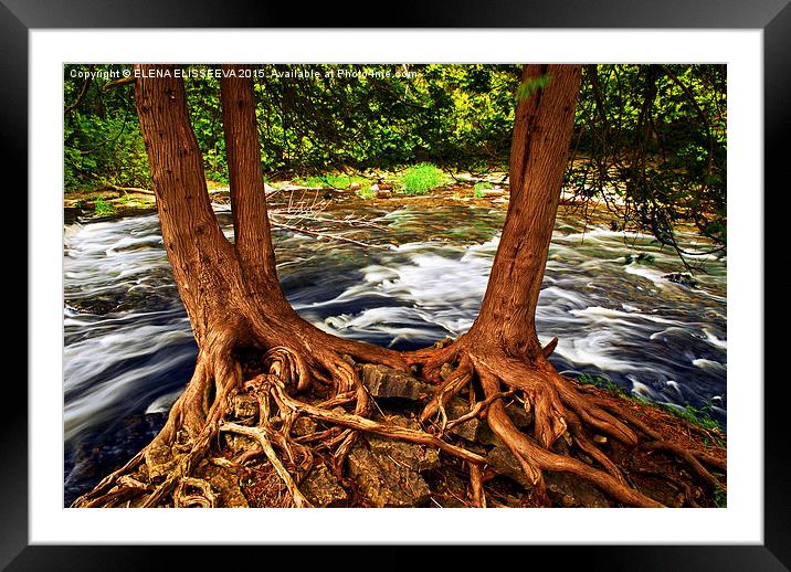 River and roots Framed Mounted Print by ELENA ELISSEEVA