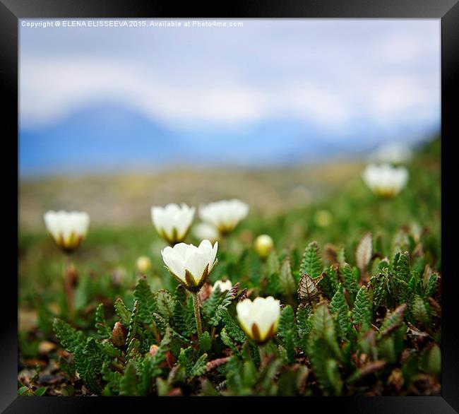 Alpine meadow in Jasper National Park Framed Print by ELENA ELISSEEVA