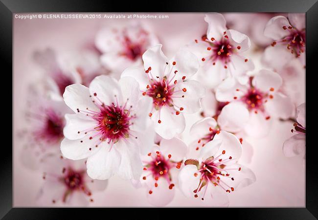  Cherry blossoms Framed Print by ELENA ELISSEEVA