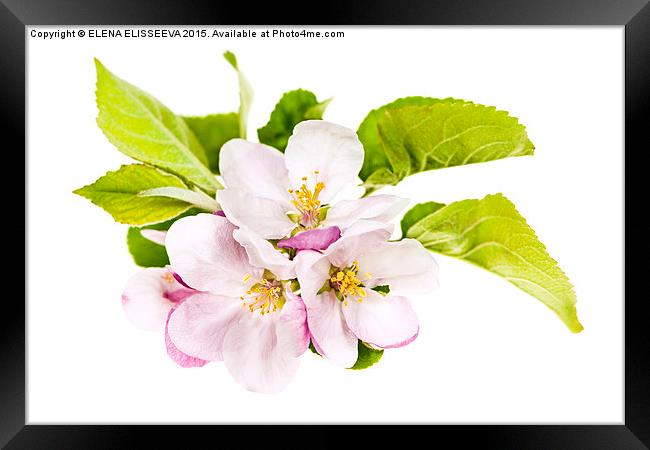 Pink apple blossoms Framed Print by ELENA ELISSEEVA