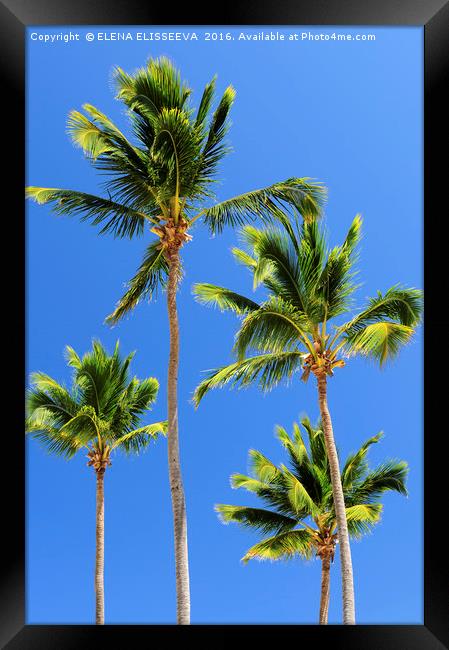 Palms on blue sky background Framed Print by ELENA ELISSEEVA