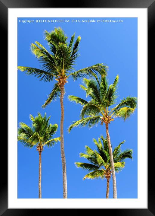 Palms on blue sky background Framed Mounted Print by ELENA ELISSEEVA
