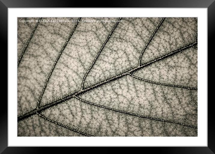 Tree leaf texture Framed Mounted Print by ELENA ELISSEEVA