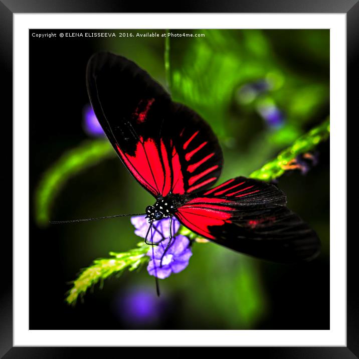 Red heliconius dora butterfly Framed Mounted Print by ELENA ELISSEEVA