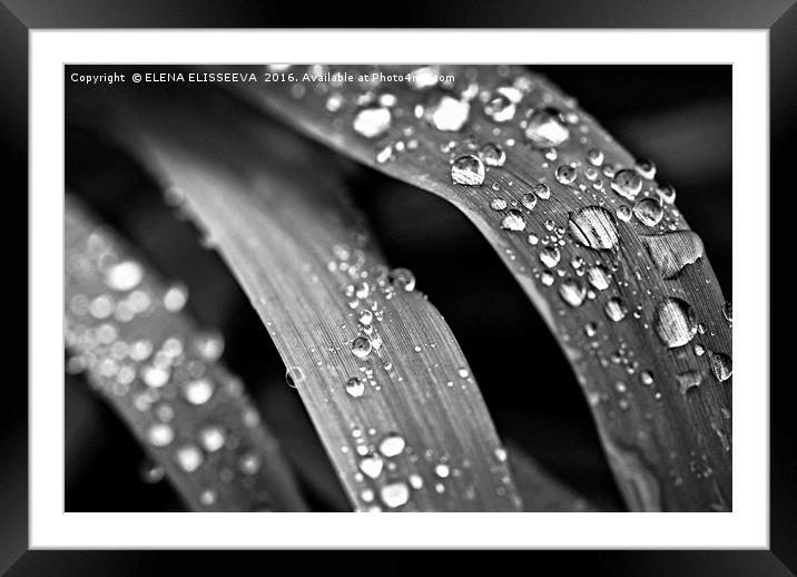 Raindrops on grass Framed Mounted Print by ELENA ELISSEEVA