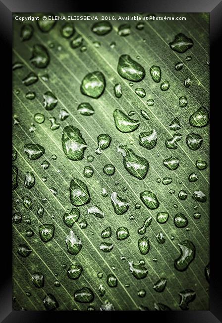 Green leaf with raindrops Framed Print by ELENA ELISSEEVA