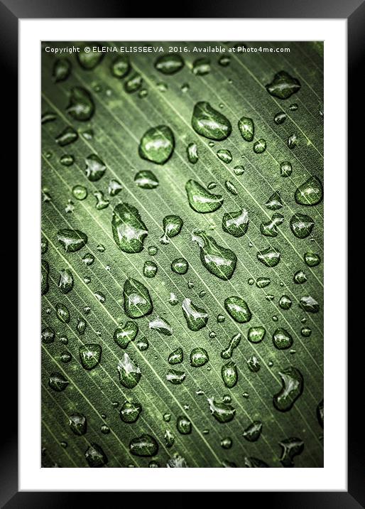 Green leaf with raindrops Framed Mounted Print by ELENA ELISSEEVA