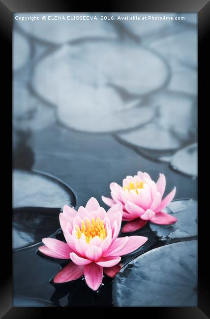 Lotus blossoms Framed Print by ELENA ELISSEEVA