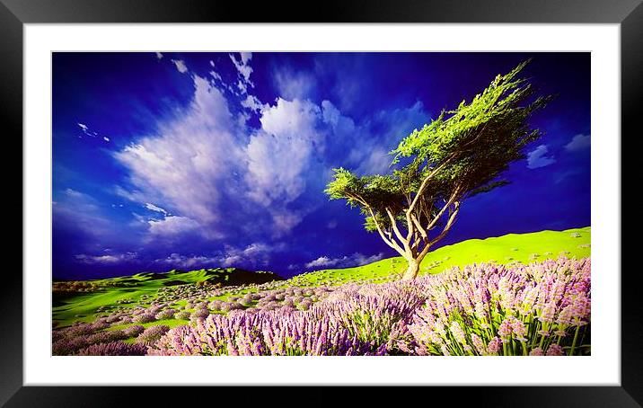 Lavender fields Framed Mounted Print by Dariusz Miszkiel