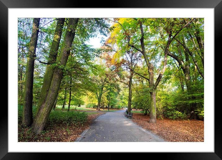 Park in spring time Framed Mounted Print by Dariusz Miszkiel