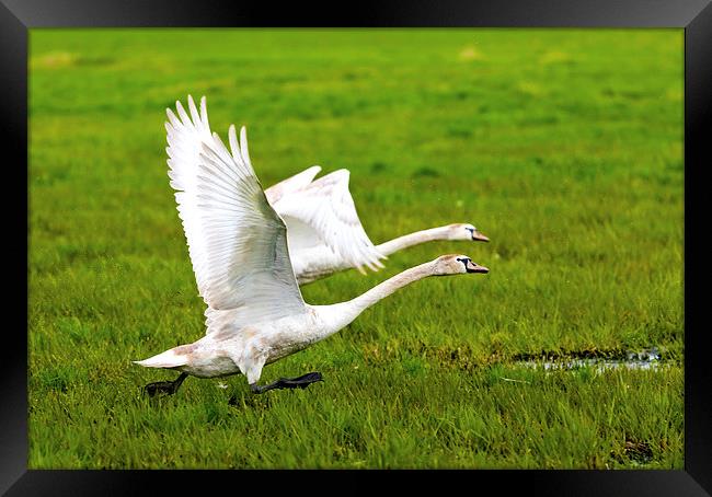 Swans in flight Framed Print by Dariusz Miszkiel