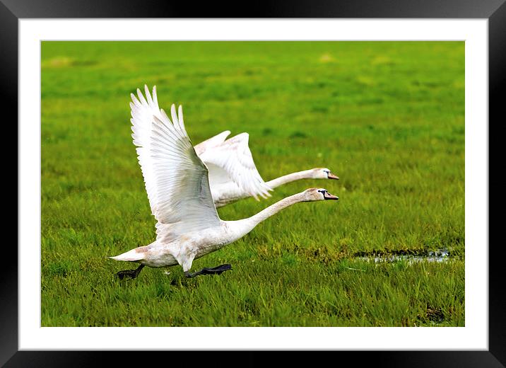 Swans in flight Framed Mounted Print by Dariusz Miszkiel