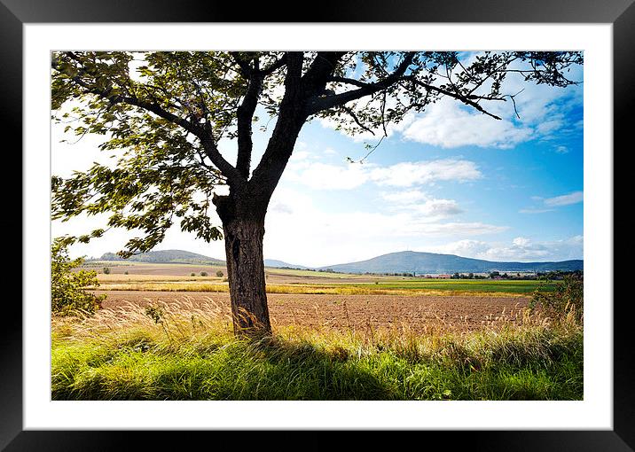 Tree canopy Framed Mounted Print by Dariusz Miszkiel