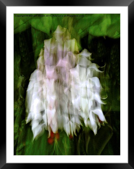  Bleeding Heart Framed Mounted Print by William Moore
