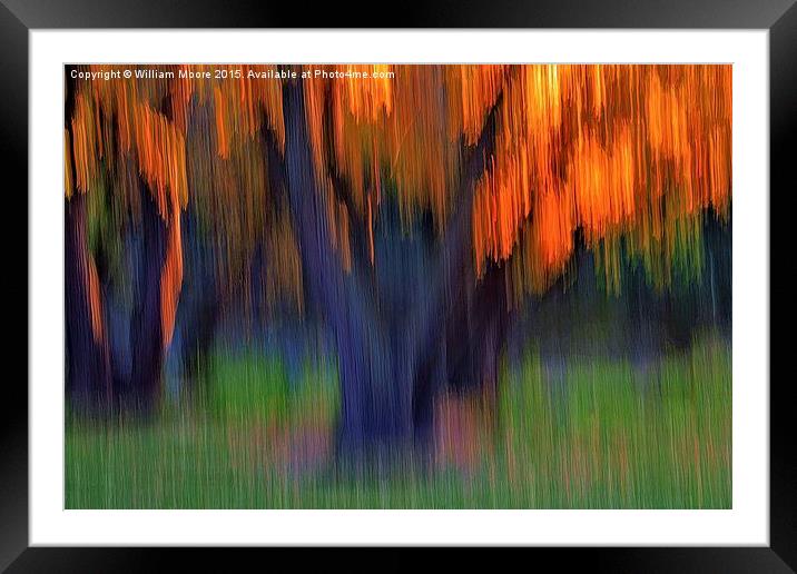 Tree Grove In Fall  Framed Mounted Print by William Moore