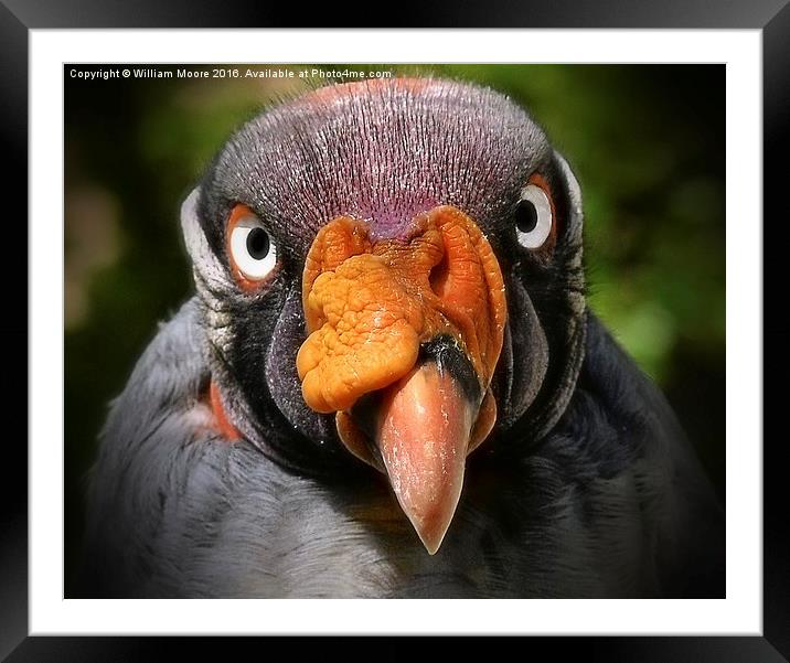  King Vulture Framed Mounted Print by William Moore