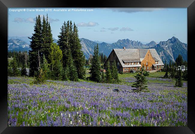   Beautiful portrait of Mt Rainier from Sunrise po Framed Print by Claire Wade