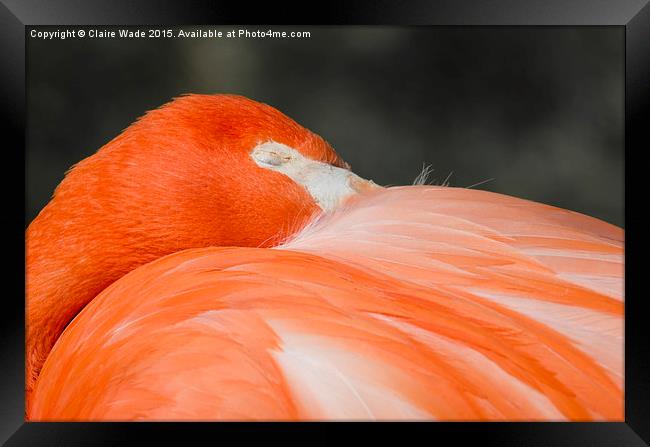  A closeup of the head of a sleeping flamingo Framed Print by Claire Wade