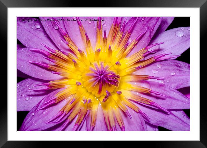 Lotus Flower with rain drops Framed Mounted Print by Claire Wade