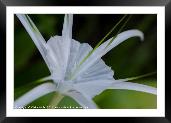 Spider Lily Flower in Thailand Framed Mounted Print by Claire Wade