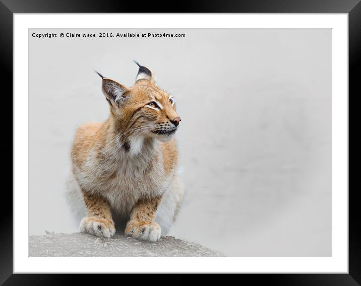 Beautiful Eurasian Lynx Framed Mounted Print by Claire Wade