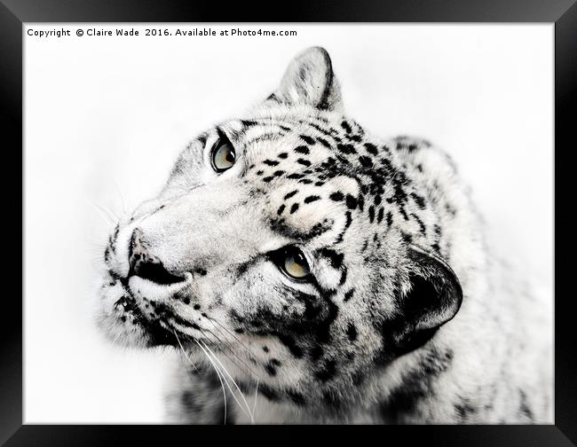 Snow Leopard on White Framed Print by Claire Wade