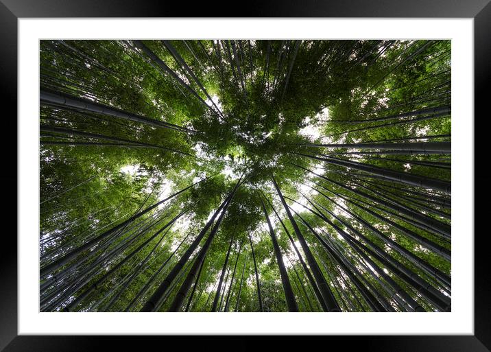Bamboo Forest Canopy on a sunny day in Japan Framed Mounted Print by Claire Wade